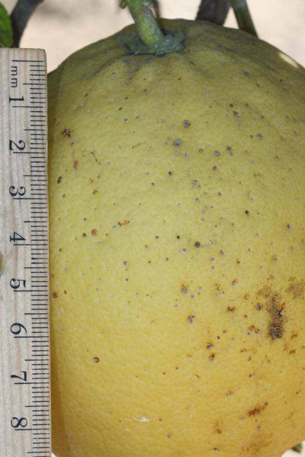            Fruit (Riverside, CA)   